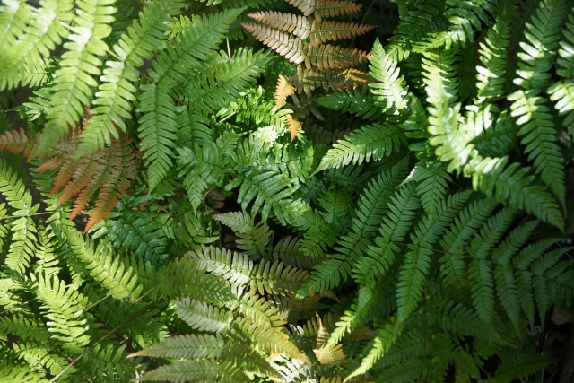 シダの画像