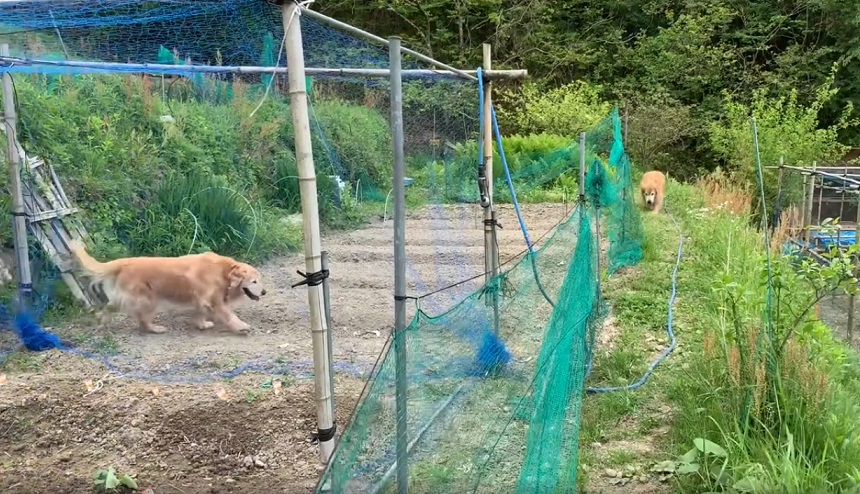 f:id:gooddogcatgood:20200512140730j:plain