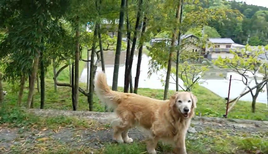 f:id:gooddogcatgood:20200513160252j:plain f:id:gooddogcatgood:20200513160252j:plain