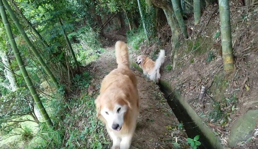 f:id:gooddogcatgood:20200513160320j:plain f:id:gooddogcatgood:20200513160320j:plain