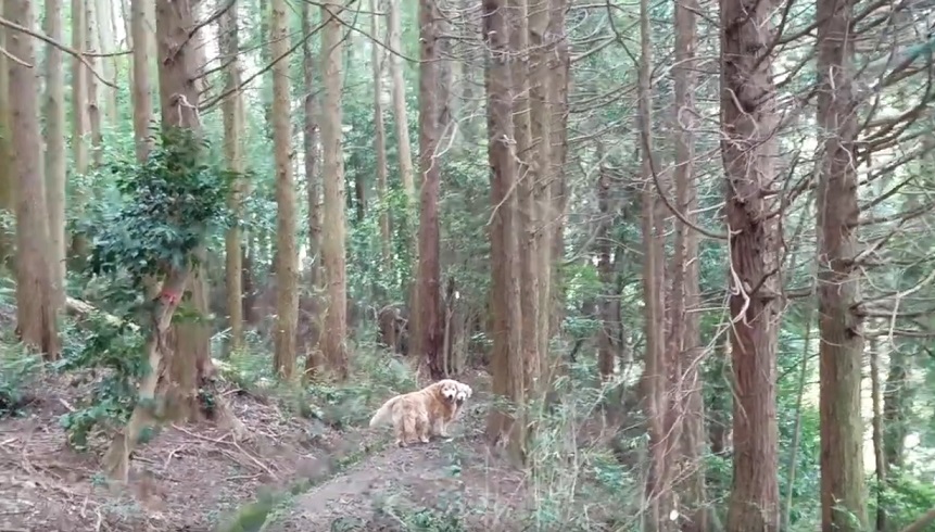 f:id:gooddogcatgood:20200513160341j:plain f:id:gooddogcatgood:20200513160341j:plain