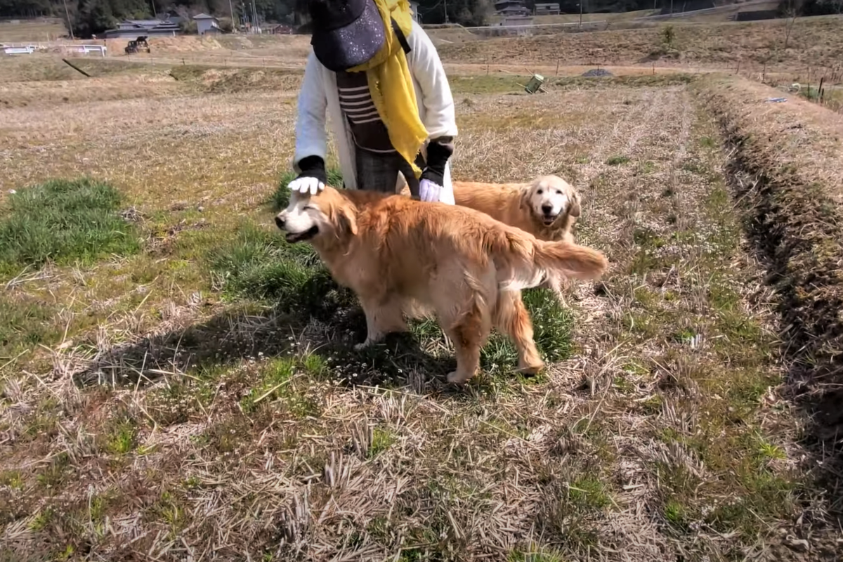 f:id:gooddogcatgood:20210313001318p:plain