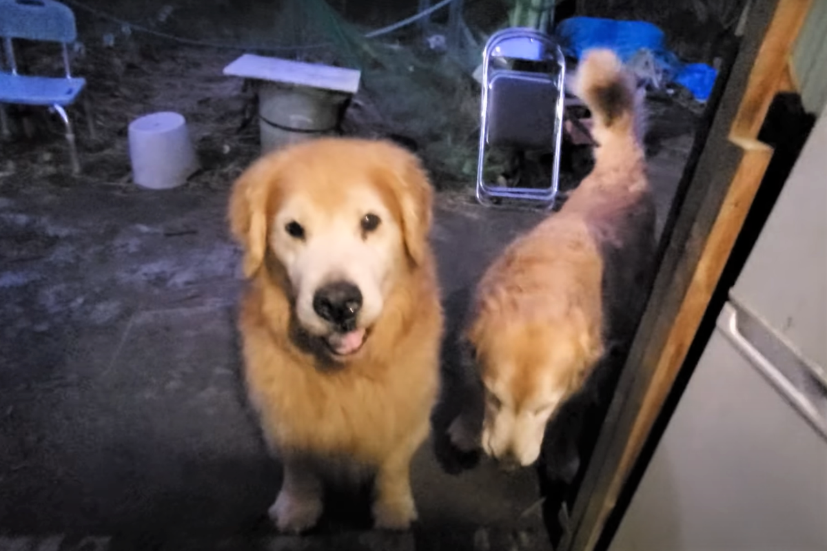f:id:gooddogcatgood:20210325005239p:plain