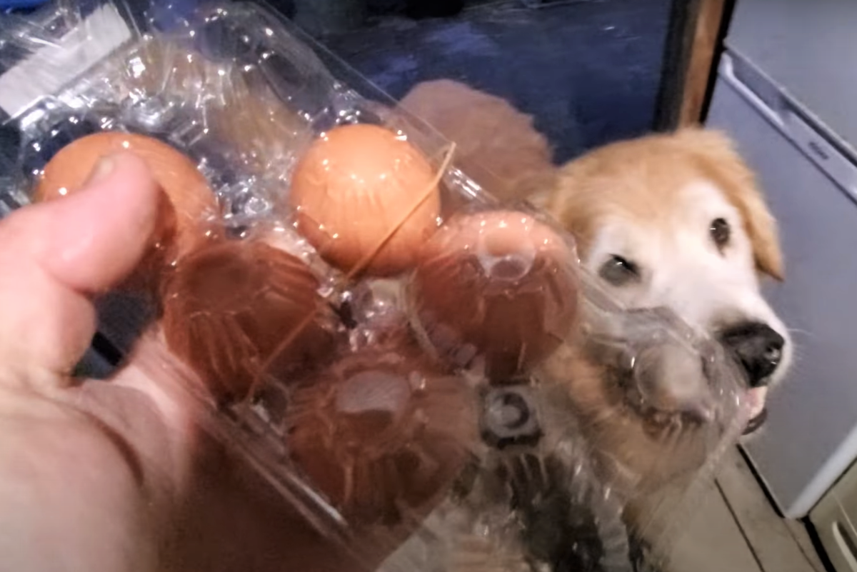 f:id:gooddogcatgood:20210325005316p:plain