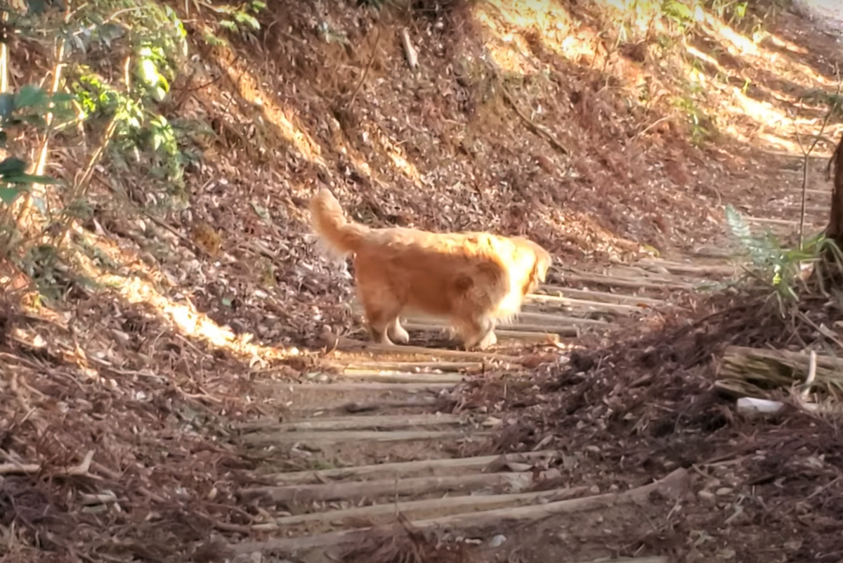 f:id:gooddogcatgood:20210326035319p:plain