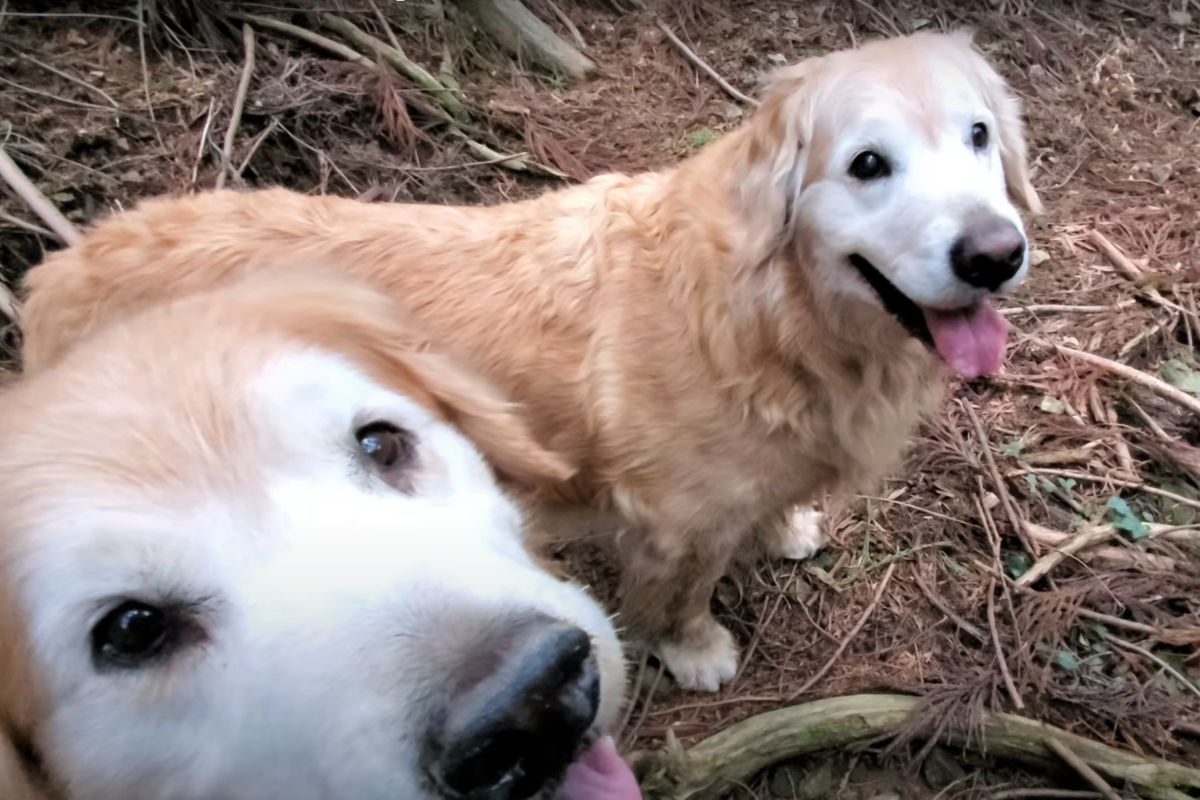 f:id:gooddogcatgood:20210402015247p:plain