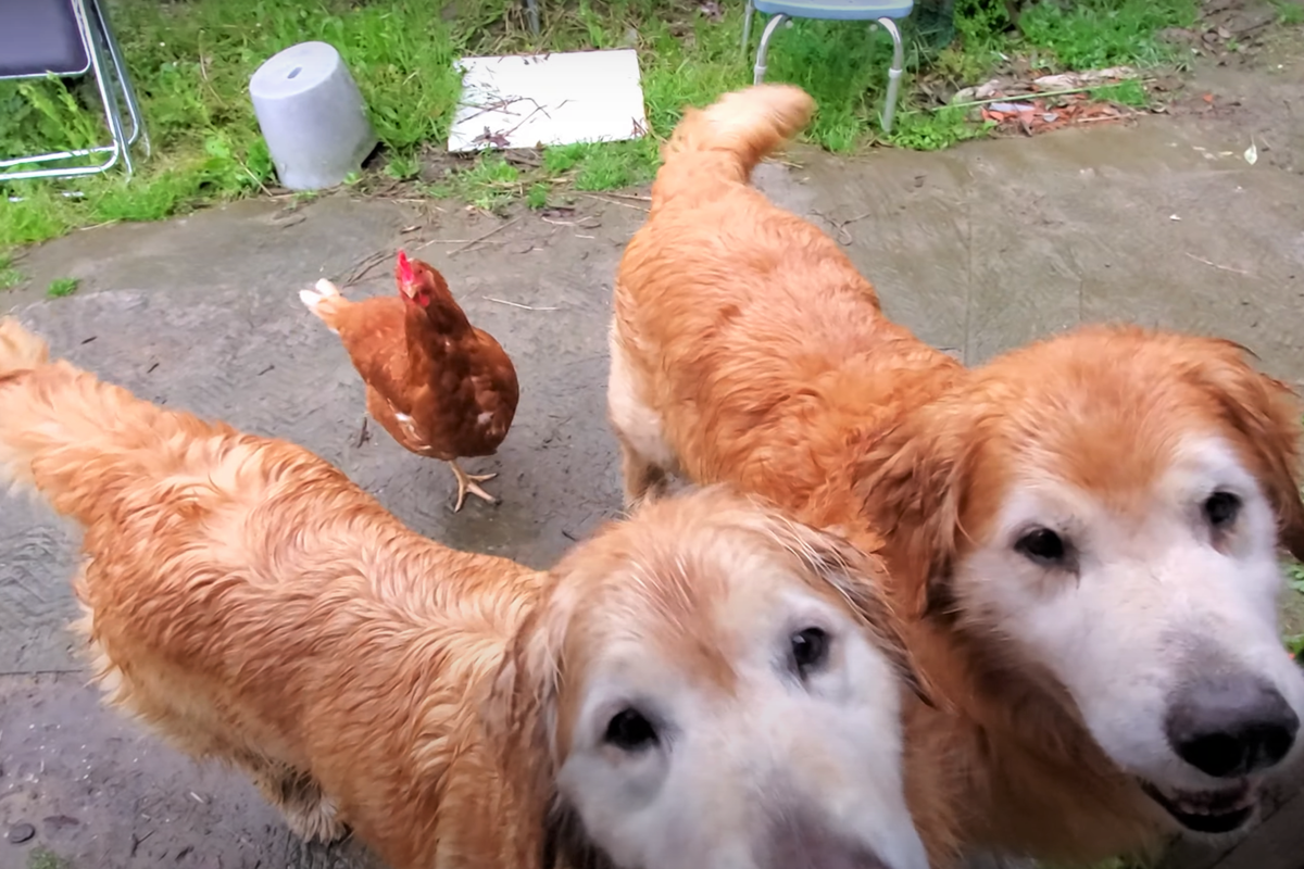 f:id:gooddogcatgood:20210507023723p:plain