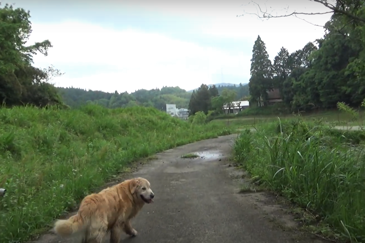 f:id:gooddogcatgood:20210520033803p:plain