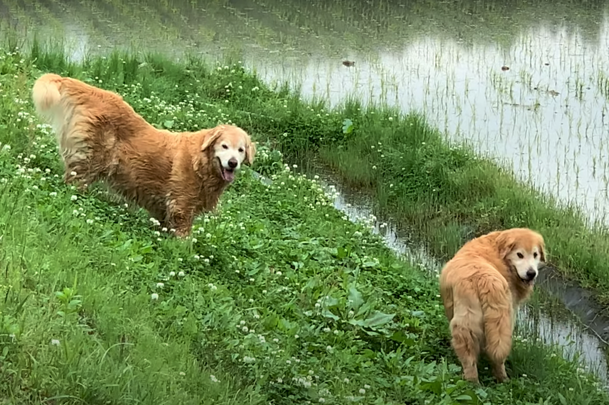 f:id:gooddogcatgood:20210521025056p:plain