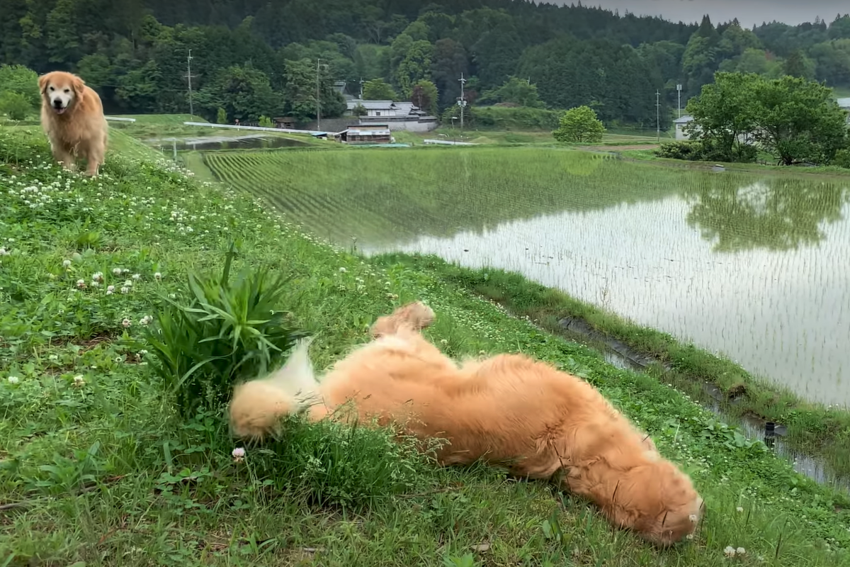 f:id:gooddogcatgood:20210521025444p:plain