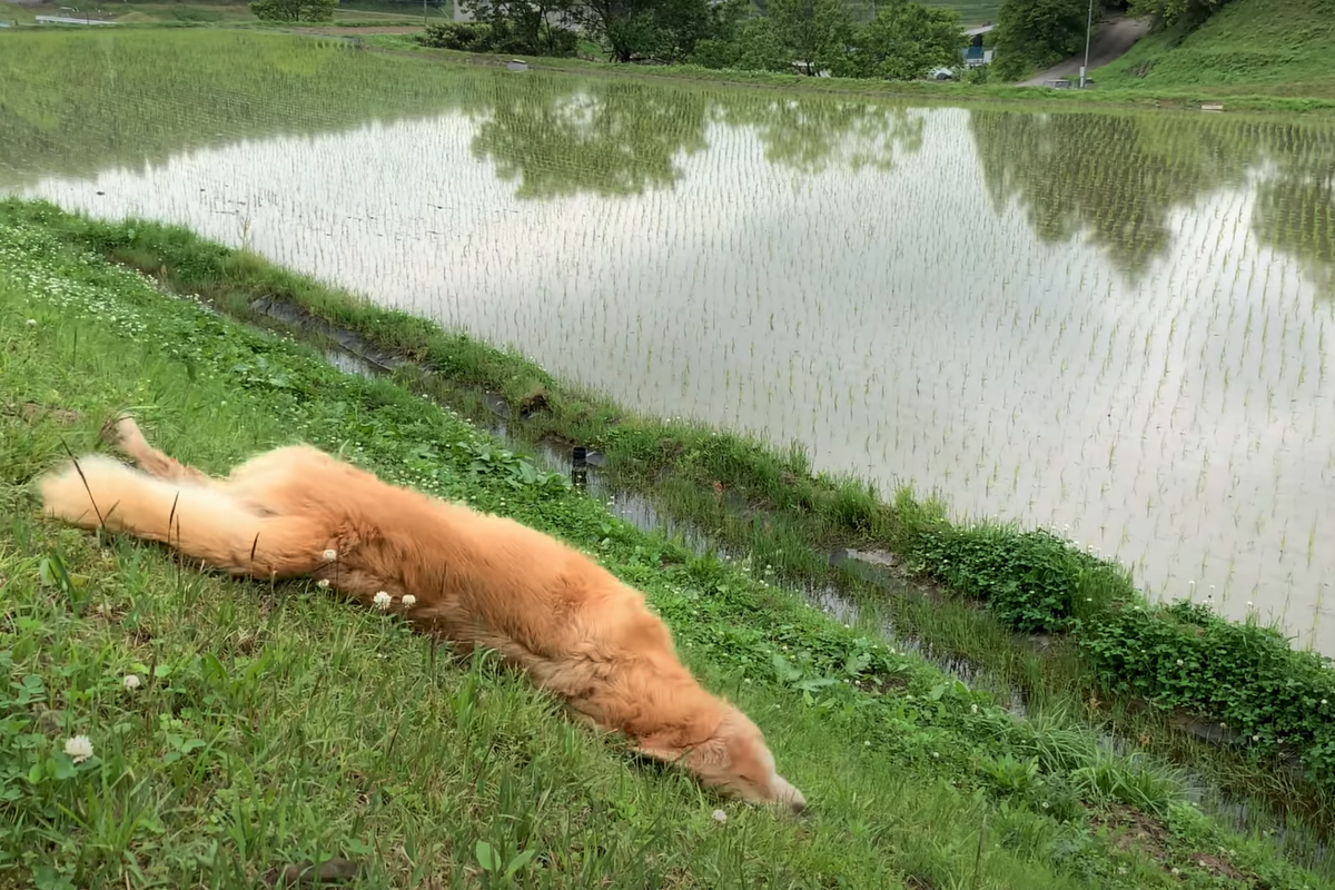 f:id:gooddogcatgood:20210521025526p:plain