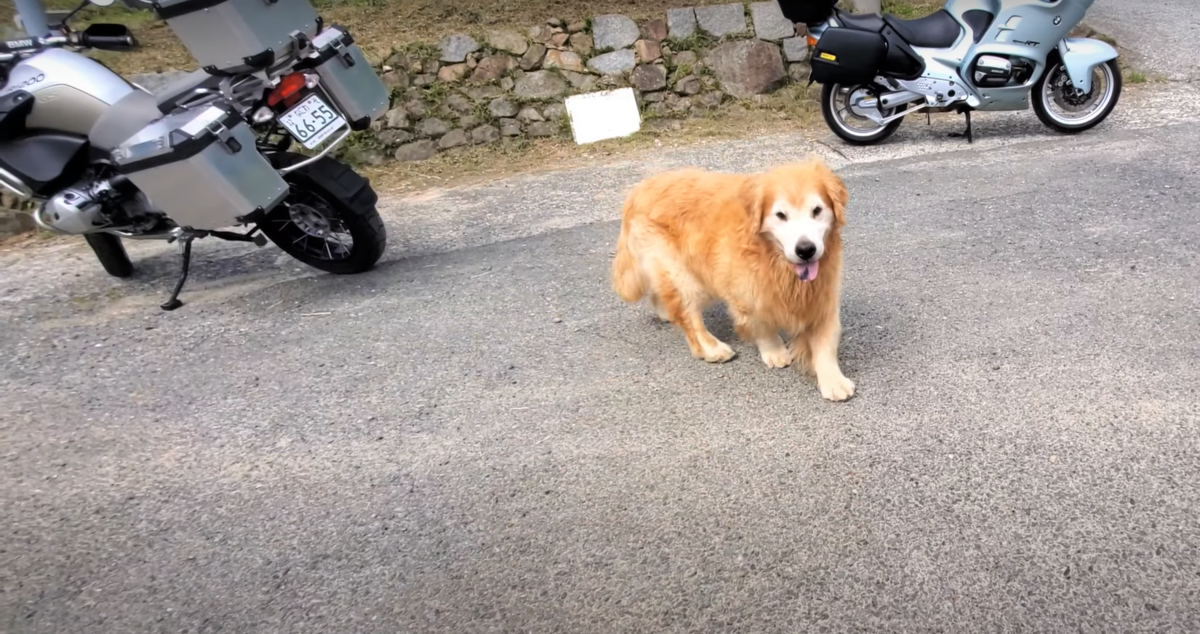 f:id:gooddogcatgood:20210527022942p:plain