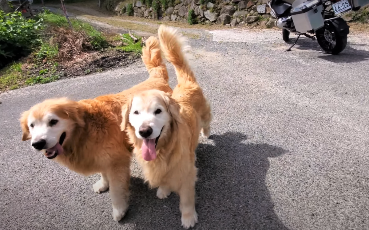 f:id:gooddogcatgood:20210527023006p:plain