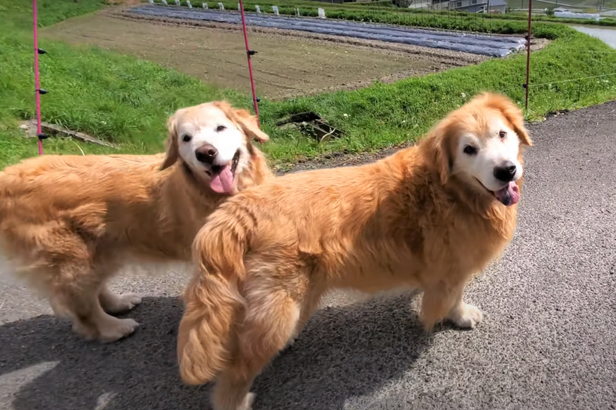 f:id:gooddogcatgood:20210527023120p:plain