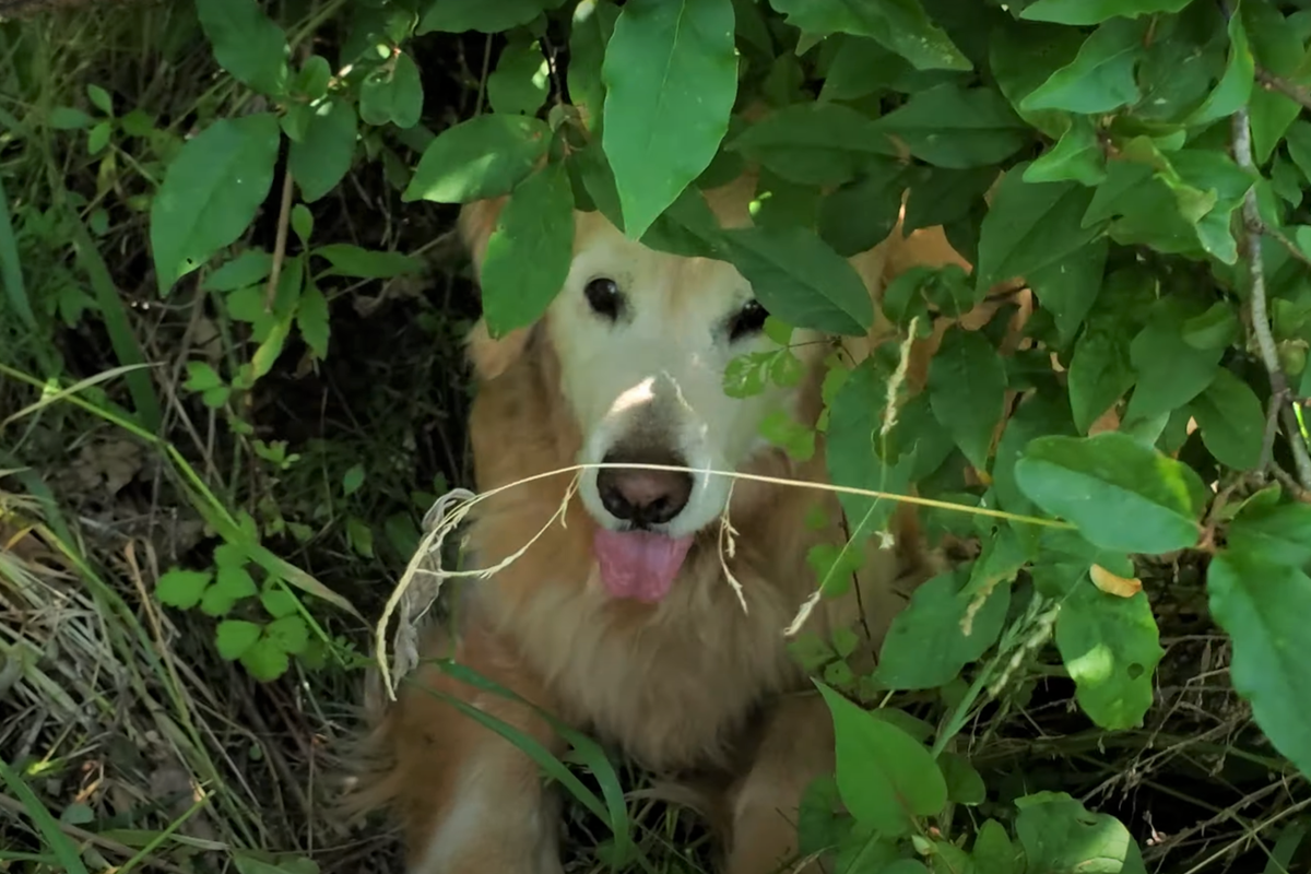 f:id:gooddogcatgood:20210531021815p:plain