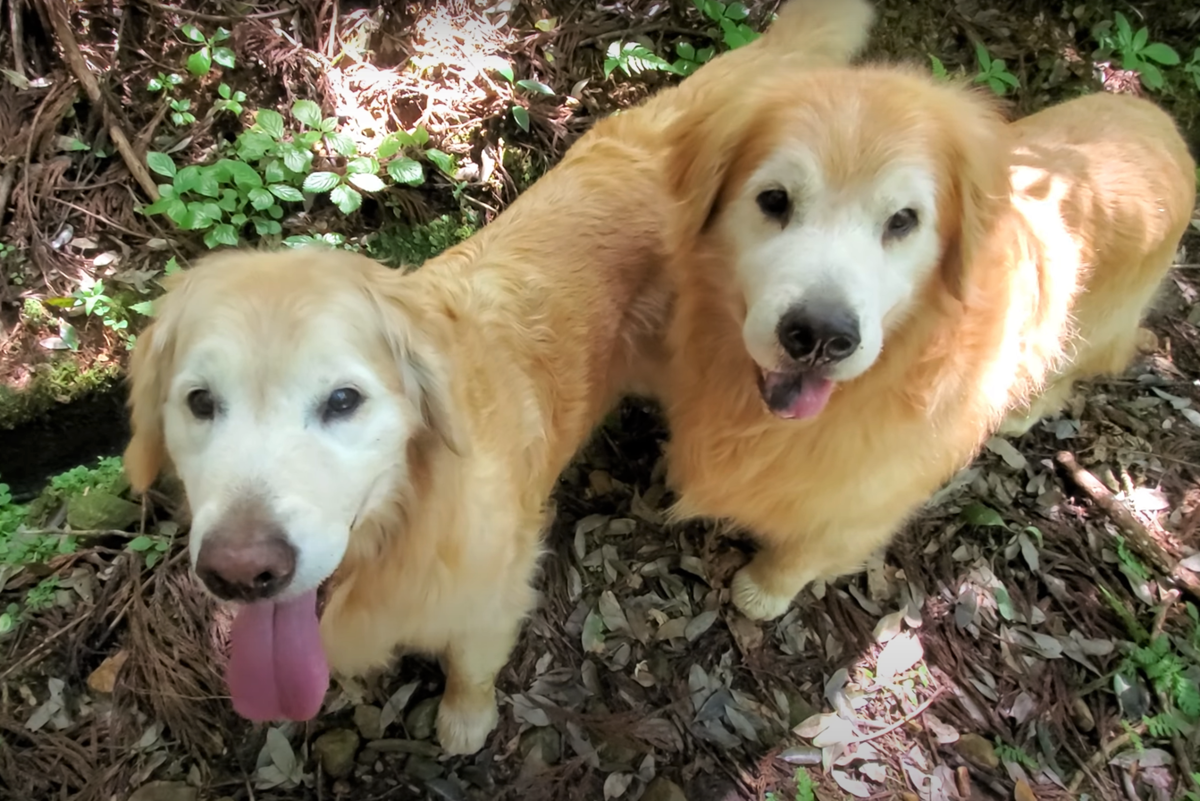 f:id:gooddogcatgood:20210608021851p:plain