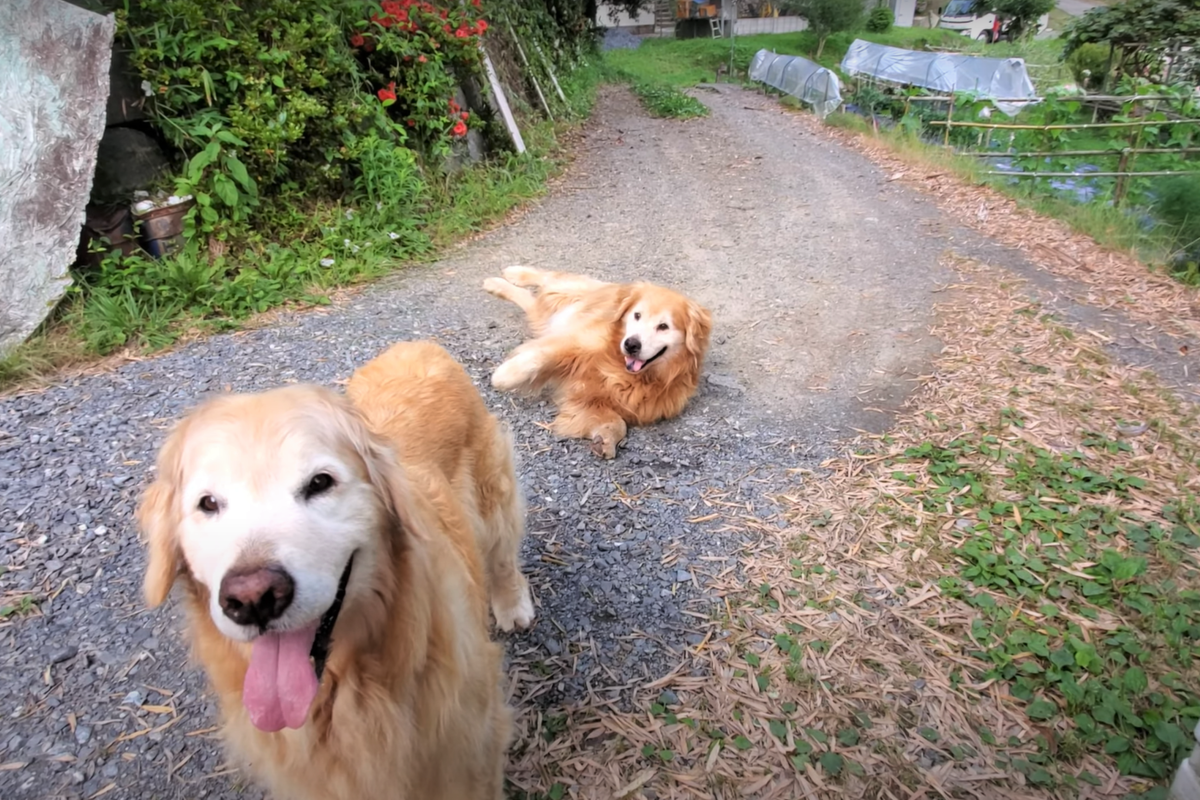 f:id:gooddogcatgood:20210620043053p:plain