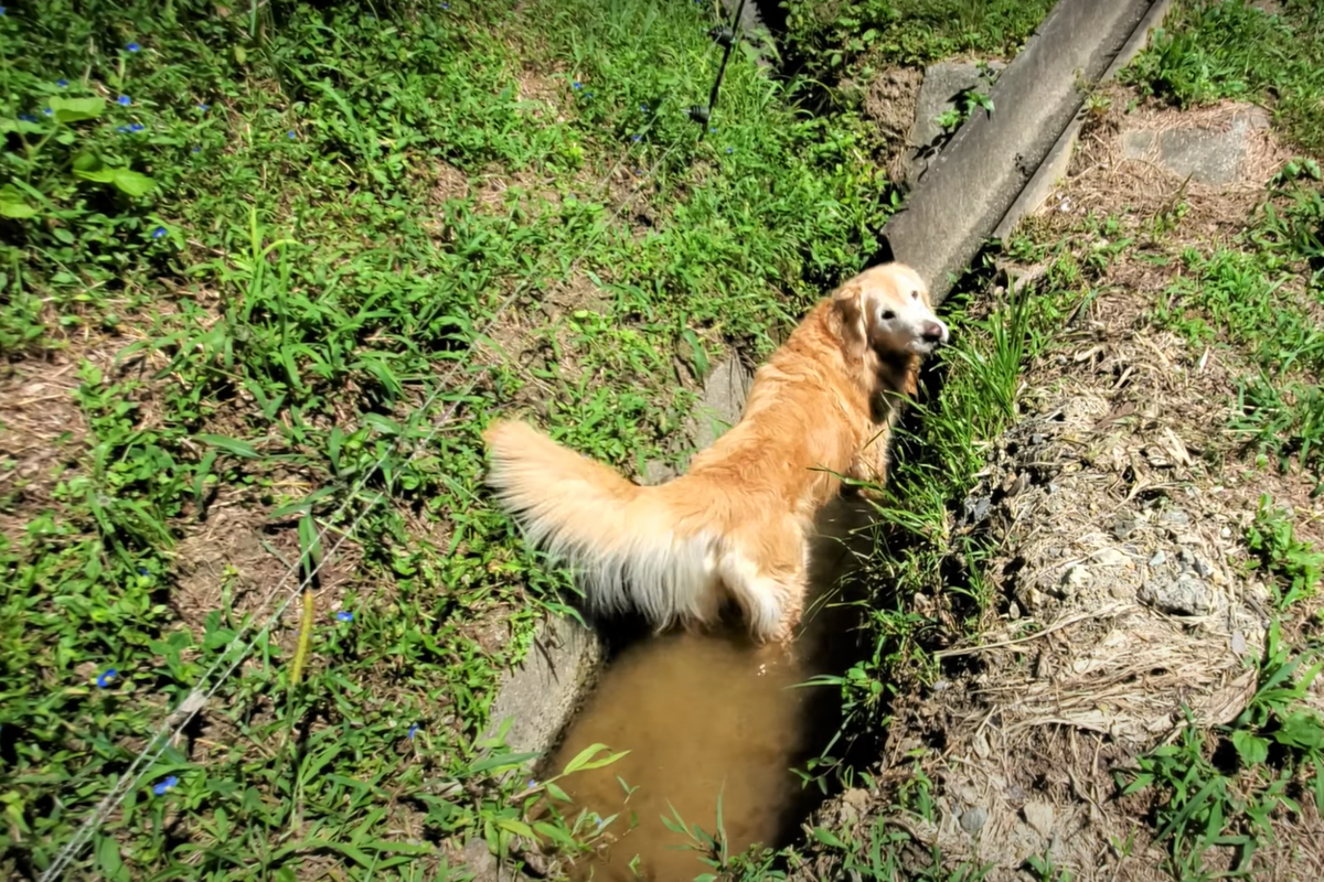 f:id:gooddogcatgood:20210912041644p:plain