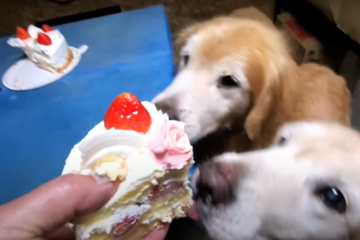 f:id:gooddogcatgood:20210929024010p:plain