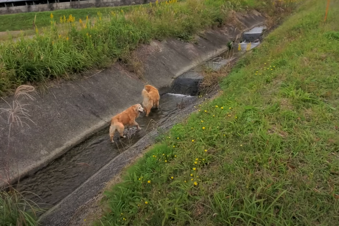 f:id:gooddogcatgood:20211024061605p:plain