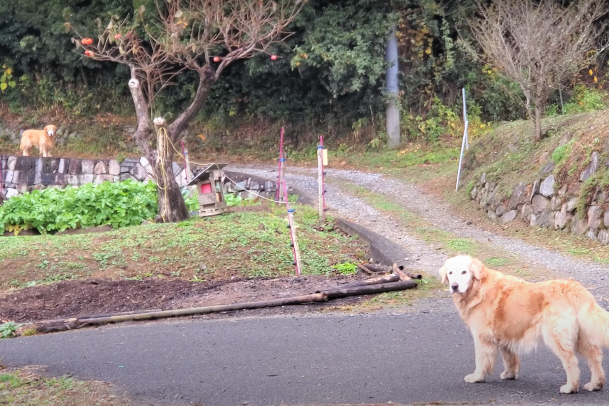 f:id:gooddogcatgood:20211111033014p:plain