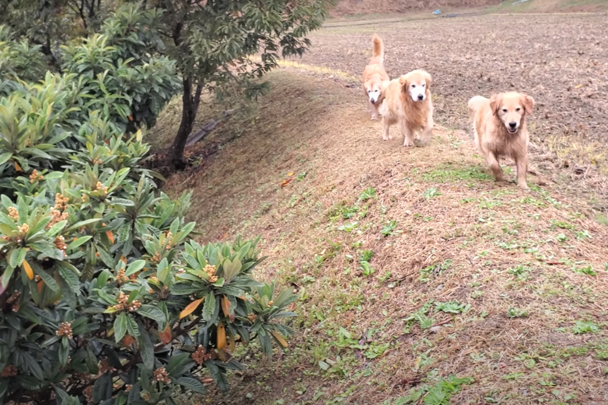 f:id:gooddogcatgood:20211112044712p:plain
