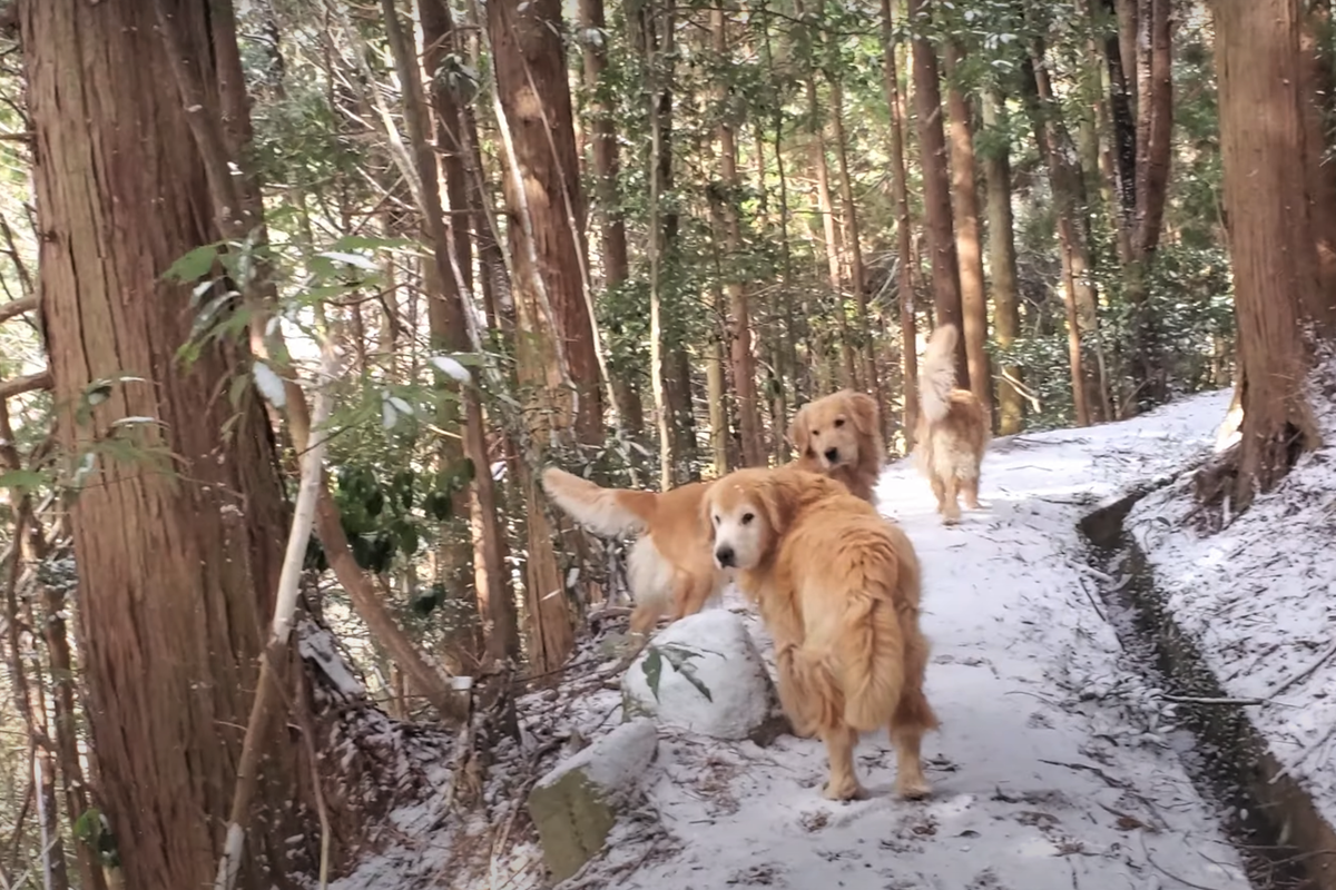 f:id:gooddogcatgood:20220101051607p:plain
