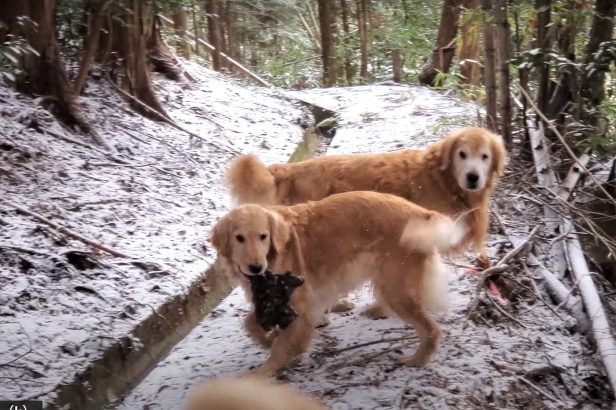 f:id:gooddogcatgood:20220101051636p:plain