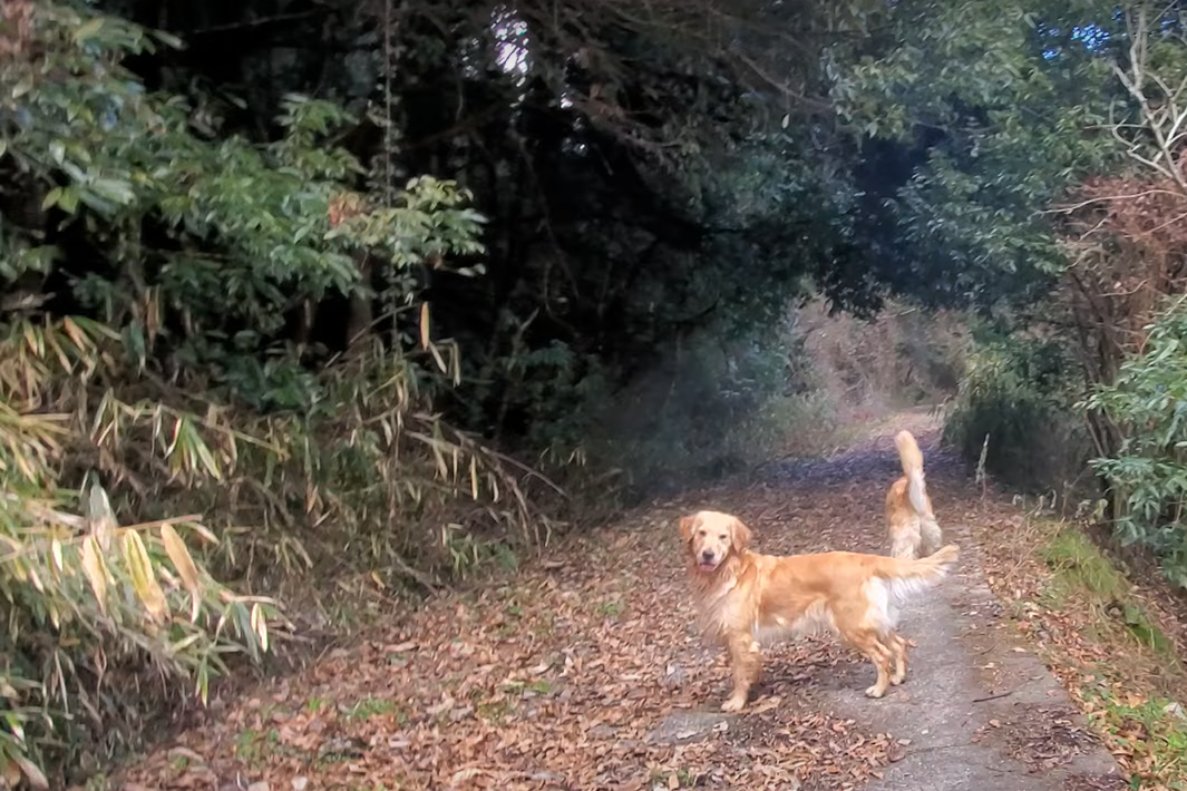 f:id:gooddogcatgood:20220111015703p:plain