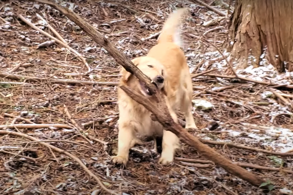 f:id:gooddogcatgood:20220123052927p:plain