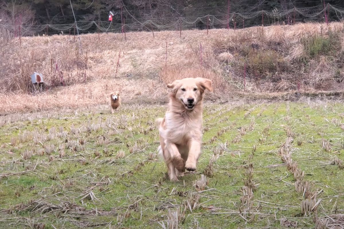 f:id:gooddogcatgood:20220130052931p:plain