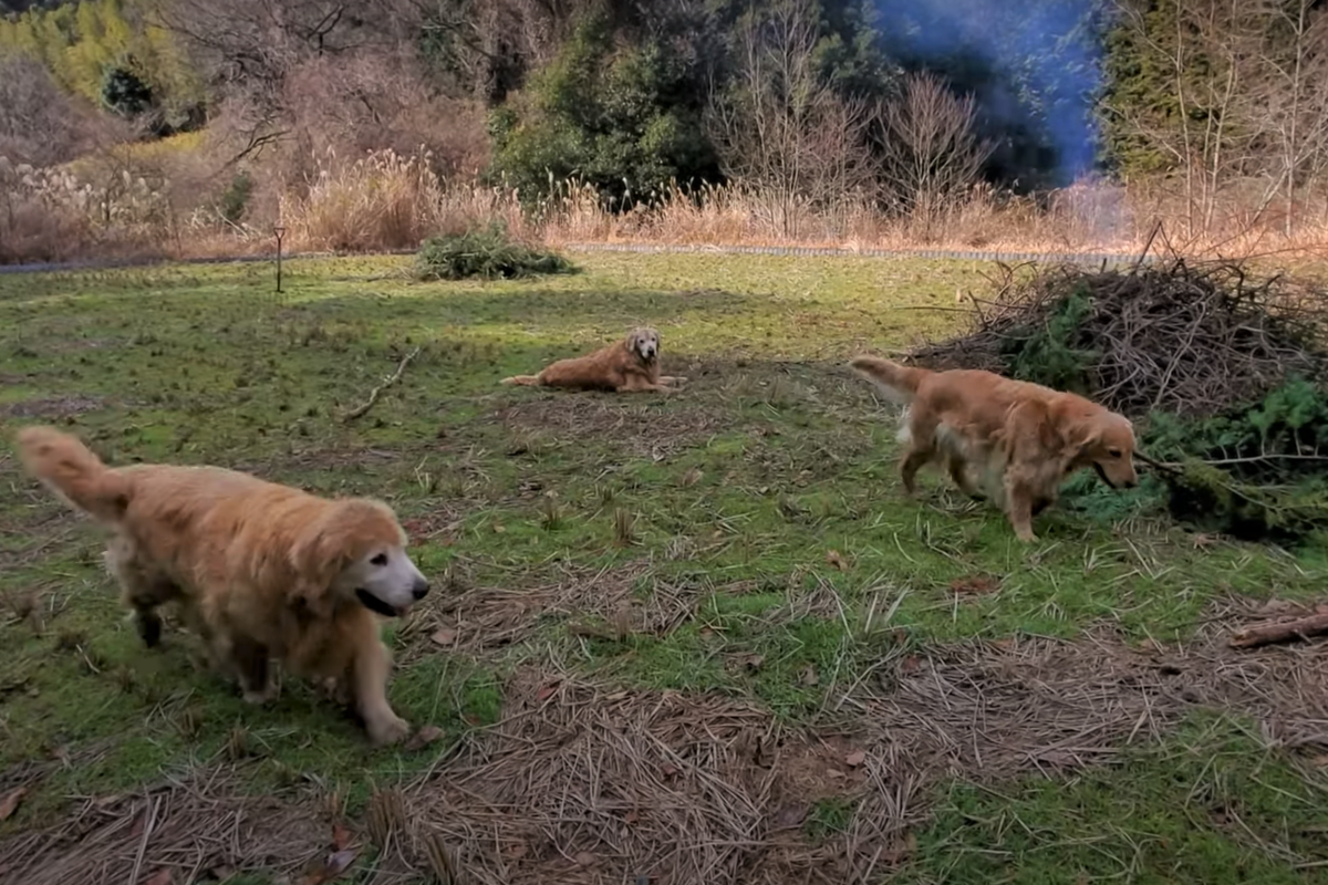 f:id:gooddogcatgood:20220130053025p:plain