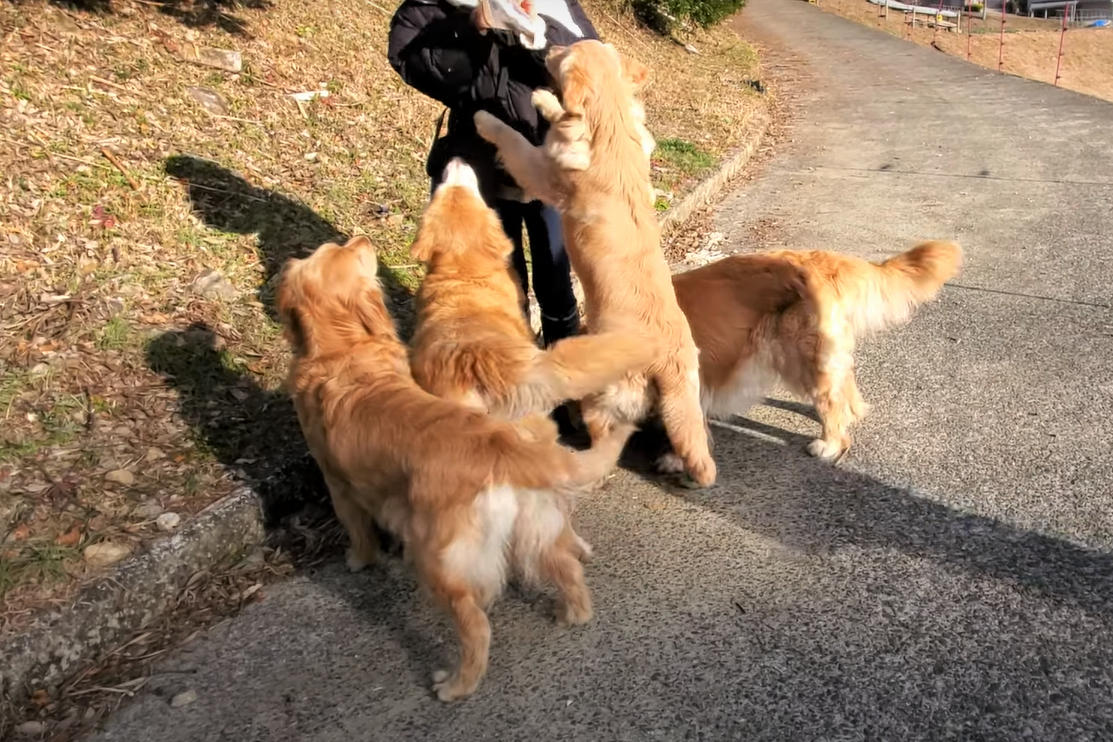 f:id:gooddogcatgood:20220201043415p:plain