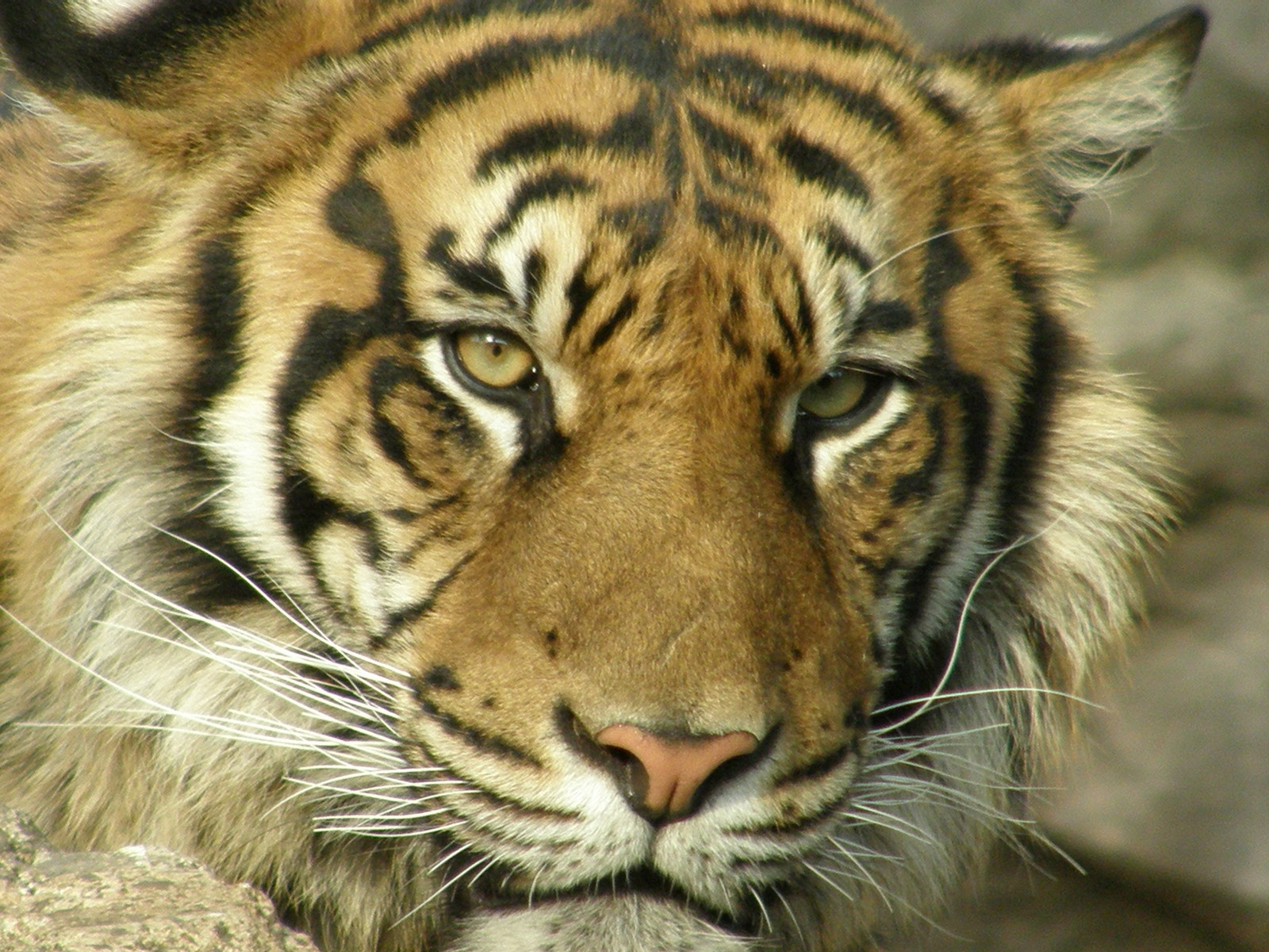 個別「[SP-550UZ][動物]トラ No.7」の写真、画像 - 20070321 上野動物園 - goodfield's fotolife