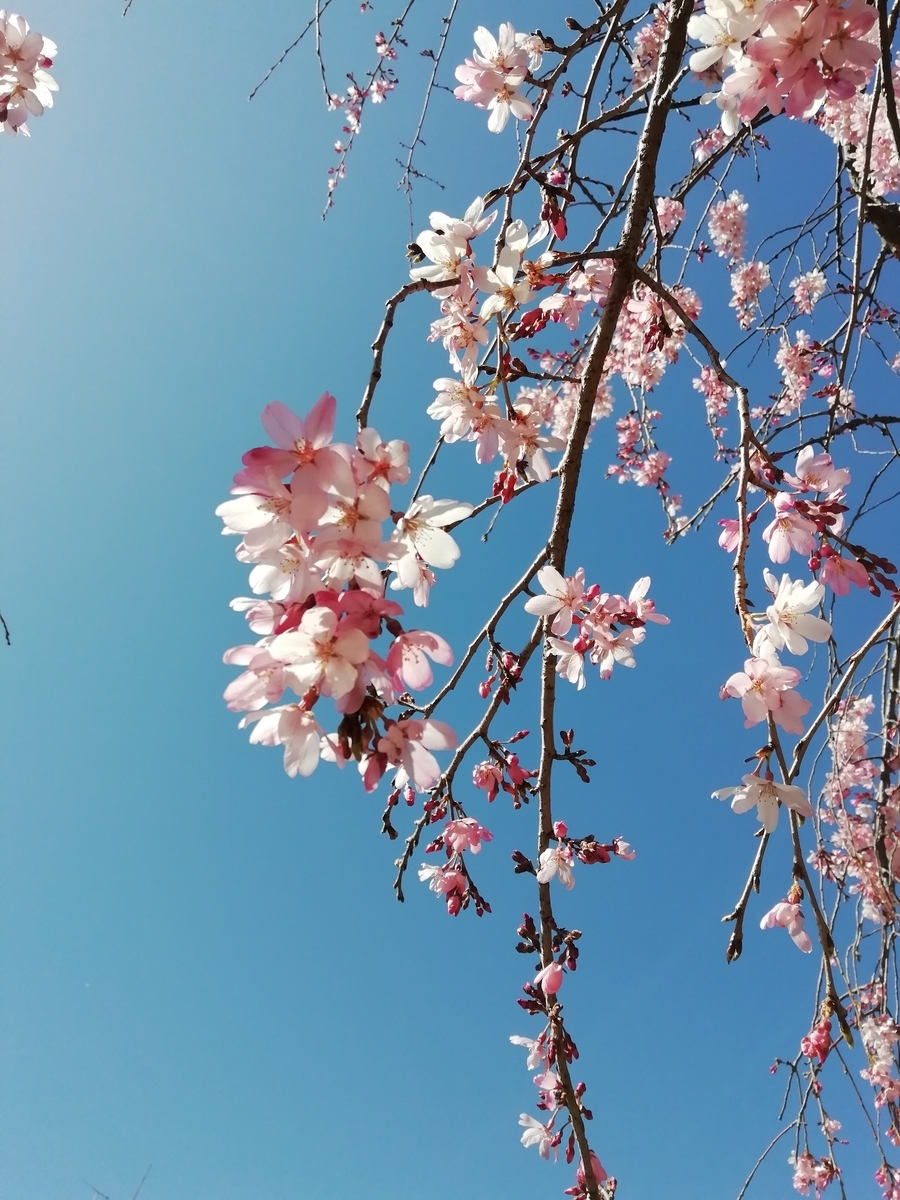 f:id:goodmotion55:20200320190747j:plain