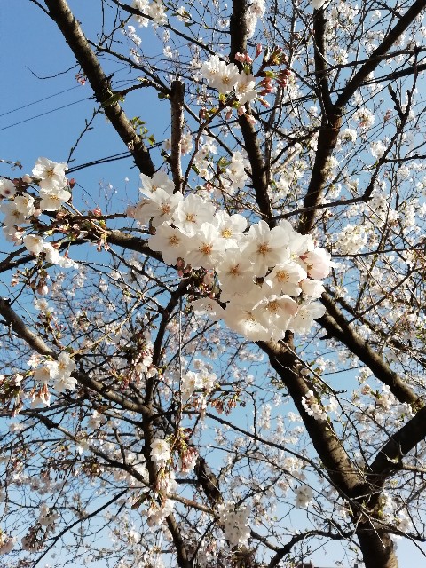 f:id:goodmotion55:20200327004840j:image f:id:goodmotion55:20200327004840j:image