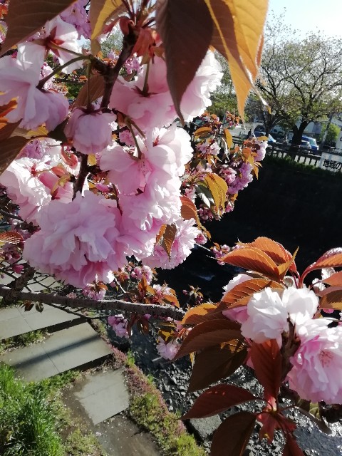 f:id:goodmotion55:20200419010007j:image f:id:goodmotion55:20200419010007j:image