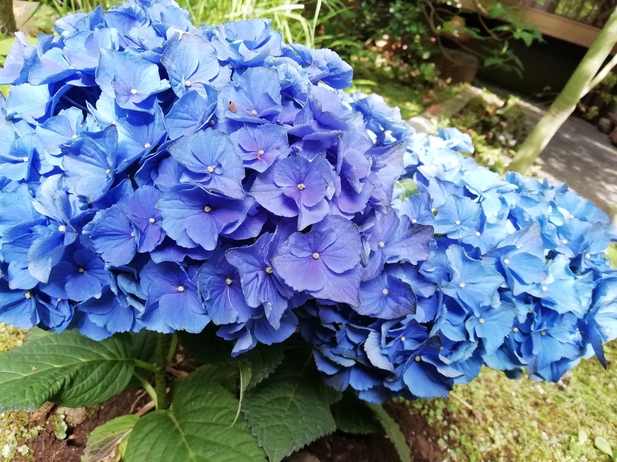 f:id:goodmotion55:20200525182820j:plain