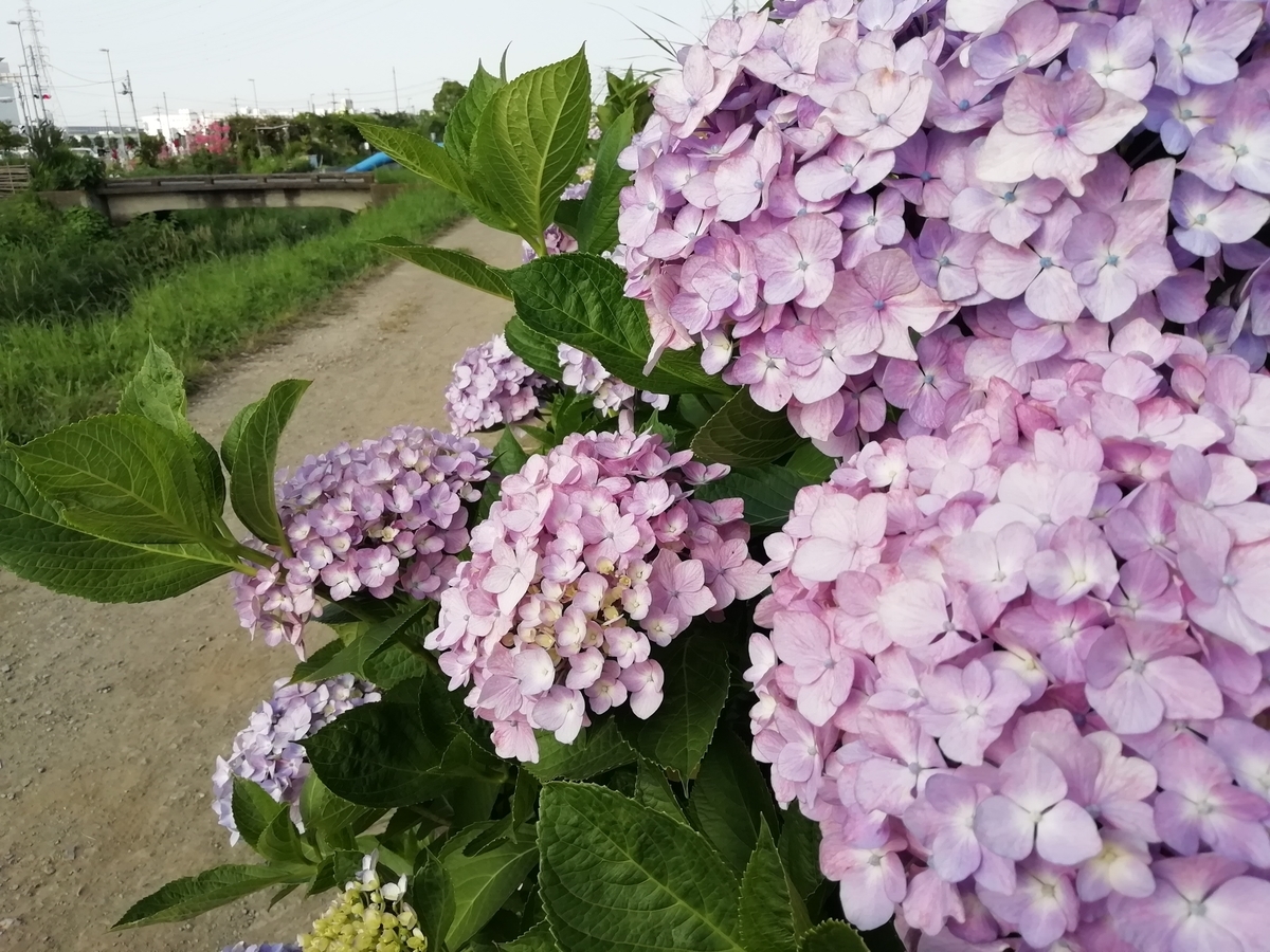 f:id:goodmotion55:20200607220548j:plain