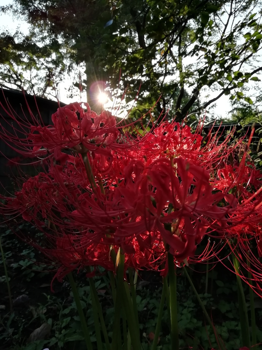 f:id:goodmotion55:20201004130320j:plain