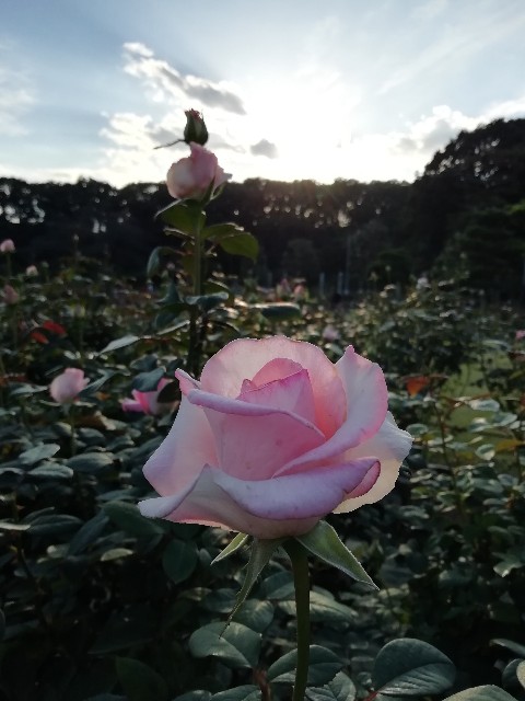 f:id:goodmotion55:20201026215345j:image