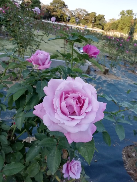 f:id:goodmotion55:20201026215406j:image