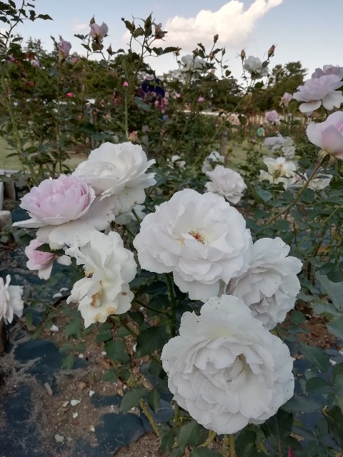 f:id:goodmotion55:20201026215436j:image