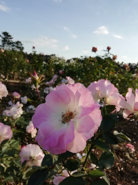 f:id:goodmotion55:20201026215534j:image