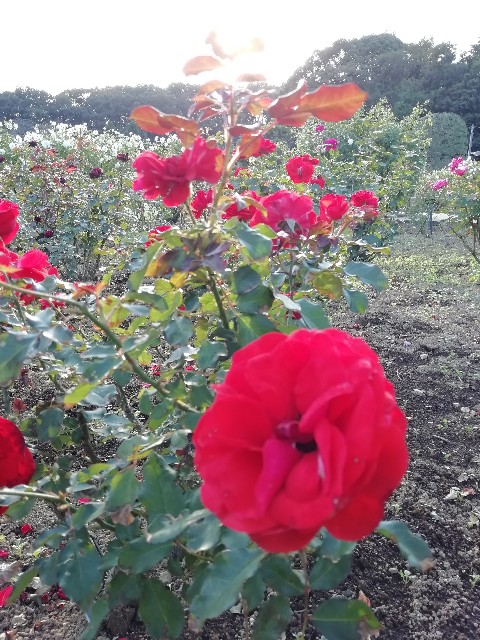 f:id:goodmotion55:20201026215650j:image