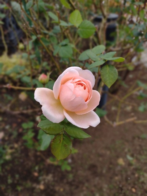 f:id:goodmotion55:20210108001806j:image