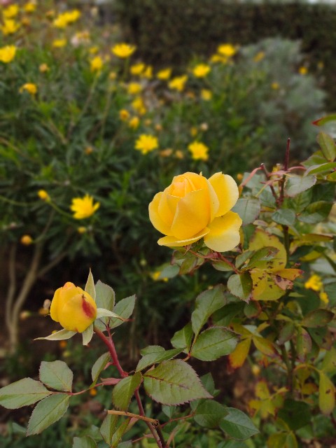 f:id:goodmotion55:20210108001821j:image