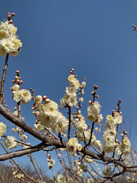 f:id:goodmotion55:20210207223508j:image