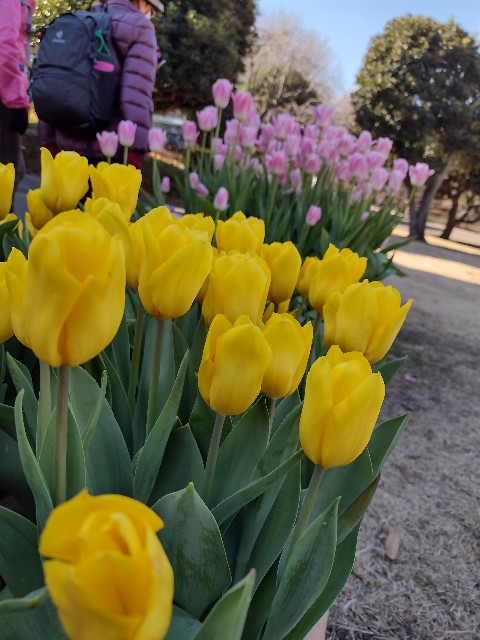 f:id:goodmotion55:20210207223545j:image