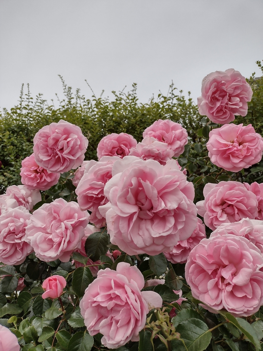 f:id:goodmotion55:20210513085925j:plain